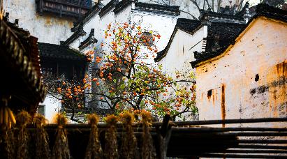 【秋日婺语-晒秋季】<婺源篁岭晒秋、伟人故里江湾古镇、小桥流水人家李坑、景德镇五天高铁团>