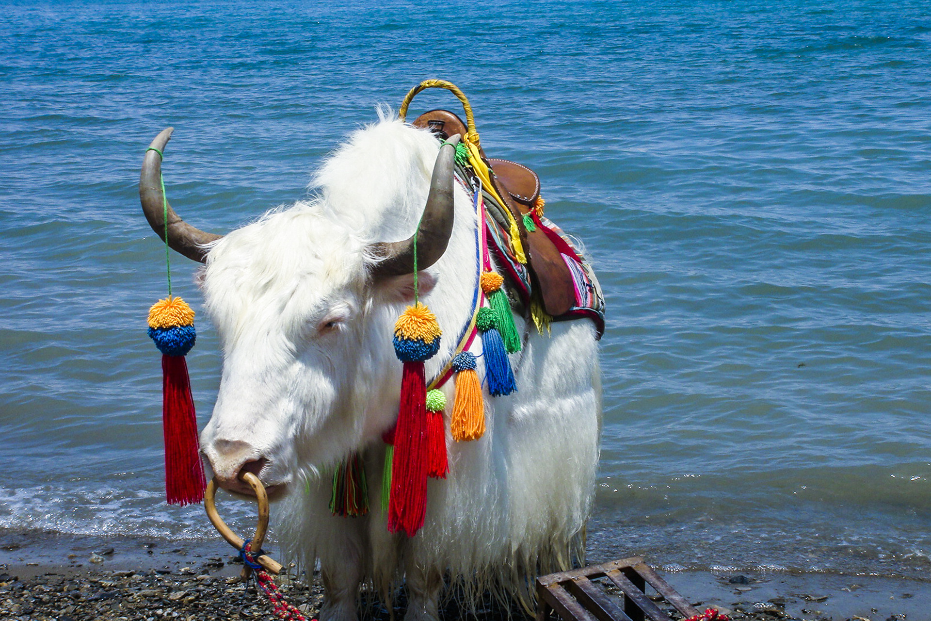 青海湖封面图