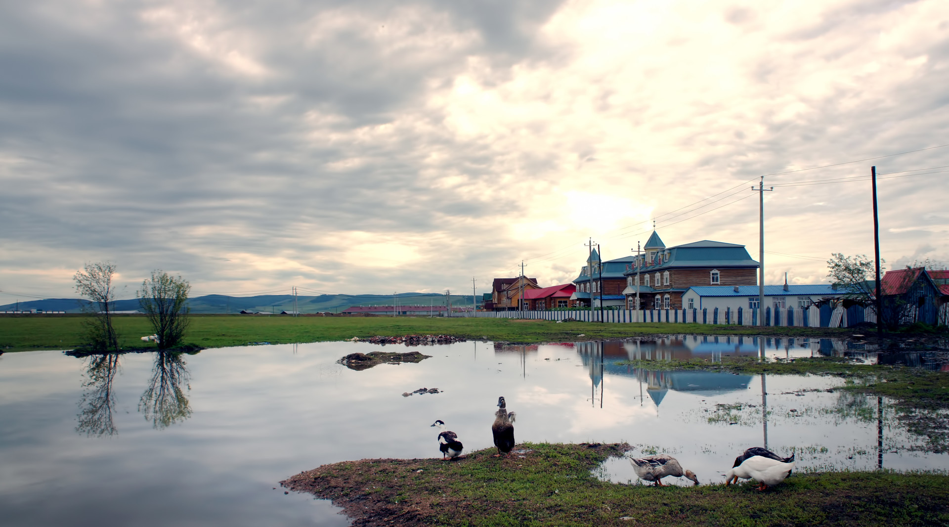 室韦苏木封面图