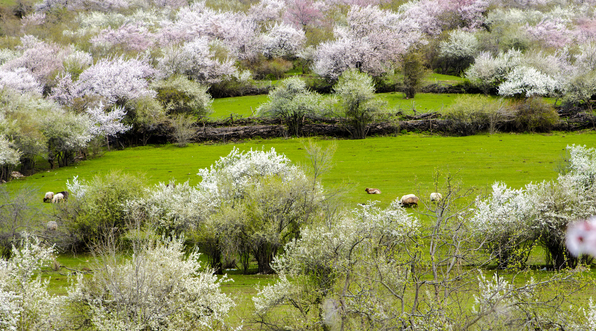 吐尔根杏花沟封面图