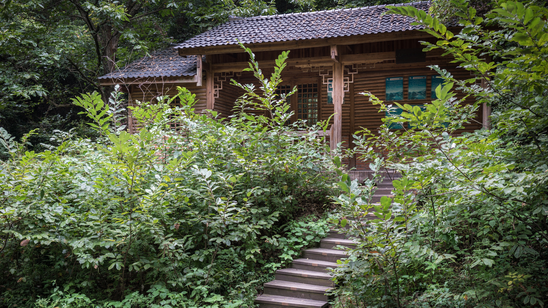 龙虎山无蚊村封面图