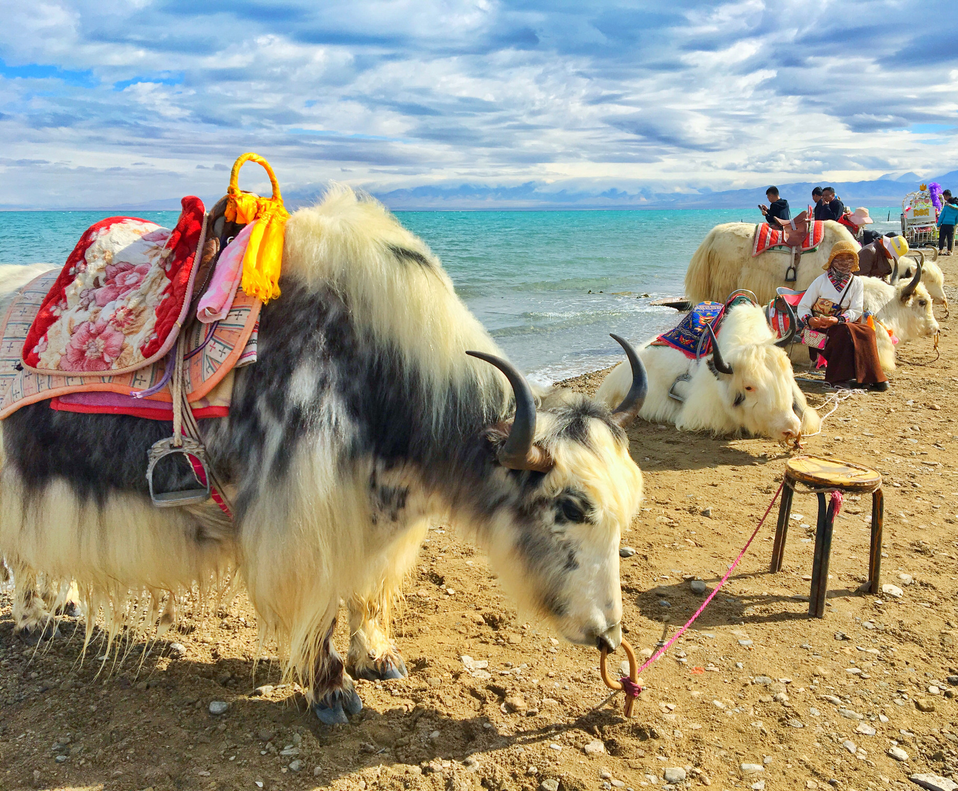 美丽青海湖封面图