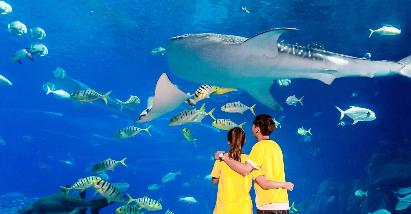 【天天出发】< 珠海长隆海洋王国一天直通车>