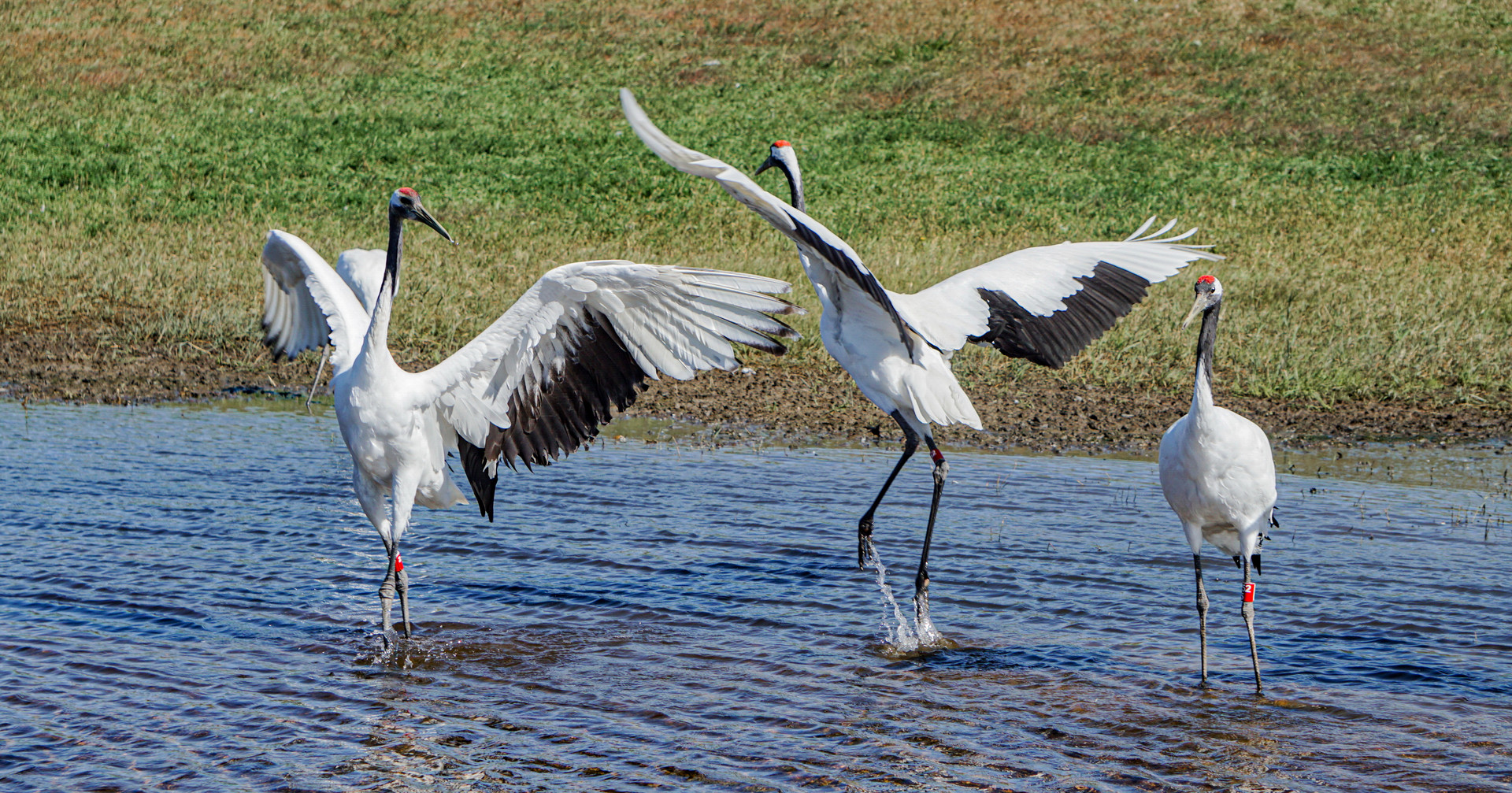齐齐哈尔扎龙湿地封面图