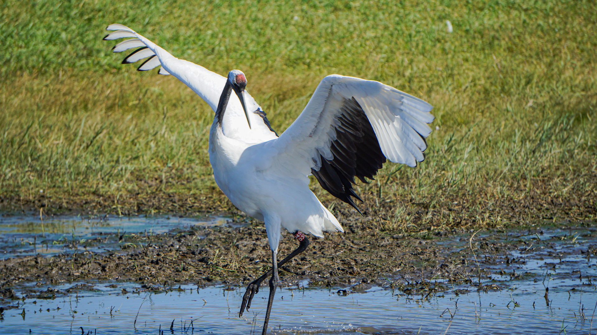 鹤舞金秋封面图