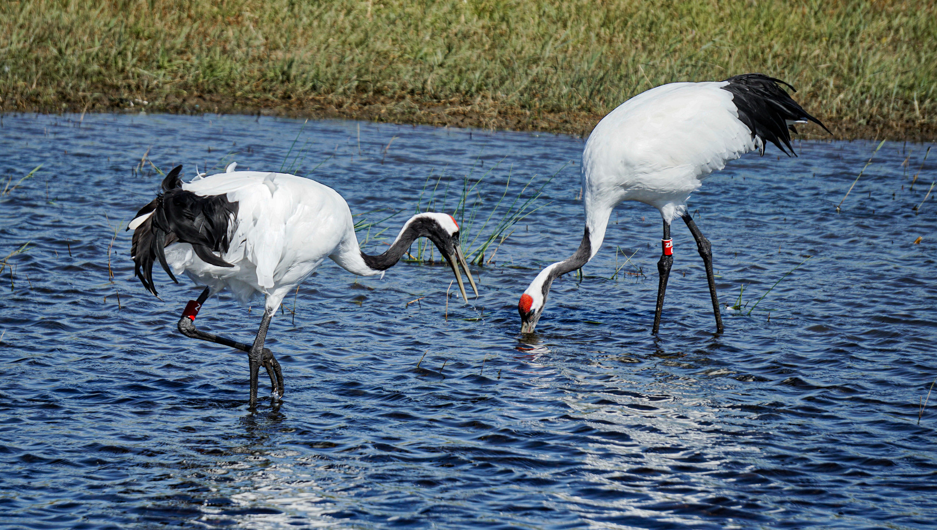 扎龙湿地丹顶鹤封面图
