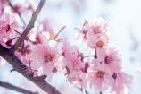 桃花图1