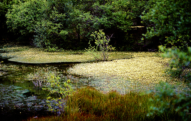 二道海素花湖封面图