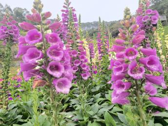 【标准团】<龙门盛花谷景区/田园小火车、南昆山国家森林公园、入住《南昆山竹溪山境温泉酒店》2天>